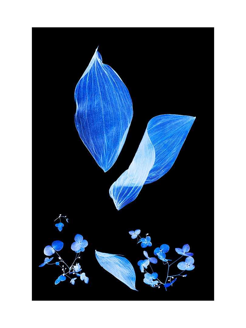 Blue Still Life
